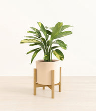 Load image into Gallery viewer, Cream stand:bamboo