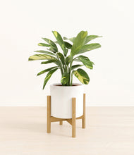 Load image into Gallery viewer, White stand:bamboo