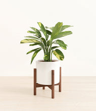 Load image into Gallery viewer, White stand:walnut