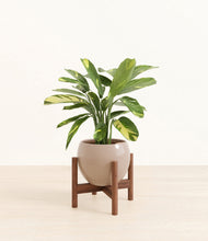 Load image into Gallery viewer, Desert Brown stand:walnut