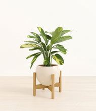 Load image into Gallery viewer, Shiny EggWhite stand:bamboo