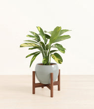 Load image into Gallery viewer, Deep Ocean stand:walnut