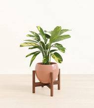 Load image into Gallery viewer, Calm Rose stand:walnut