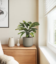 Load image into Gallery viewer, Sage Green