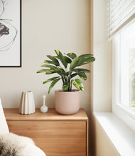 Load image into Gallery viewer, Sandy Pink