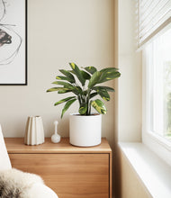 Load image into Gallery viewer, White