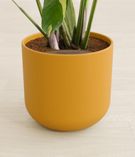 Load image into Gallery viewer, Sunset Orange stand:all