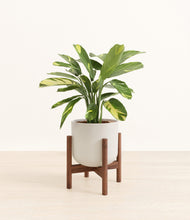 Load image into Gallery viewer, Natural Bamboo stand:walnut