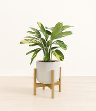 Load image into Gallery viewer, Natural Bamboo stand:bamboo