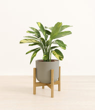 Load image into Gallery viewer, Sage Green stand:bamboo