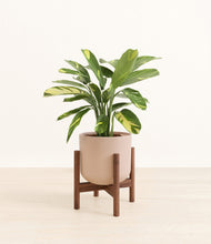 Load image into Gallery viewer, Sandy Pink stand:walnut