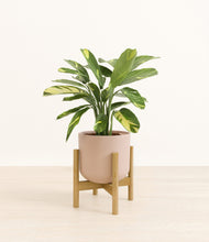 Load image into Gallery viewer, Sandy Pink stand:bamboo