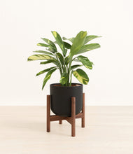 Load image into Gallery viewer, Stone Black stand:walnut