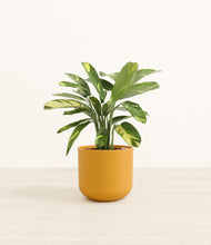 Load image into Gallery viewer, Sunset Orange*****Profile