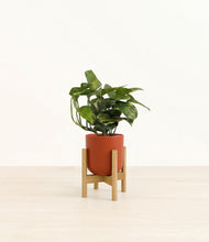 Load image into Gallery viewer, Earth Red stand:bamboo