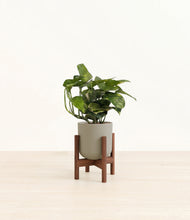 Load image into Gallery viewer, Sage Green stand:walnut