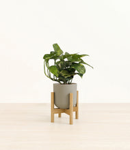 Load image into Gallery viewer, Sage Green stand:bamboo