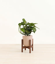 Load image into Gallery viewer, Sandy Pink stand:walnut