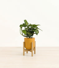 Load image into Gallery viewer, Sunset Orange stand:bamboo