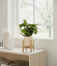 Load image into Gallery viewer, Almond Green stand:bamboo