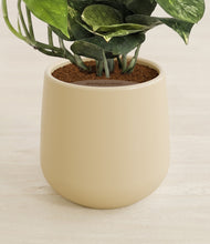 Load image into Gallery viewer, Almond Green stand:all