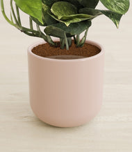 Load image into Gallery viewer, Sandy Pink stand:all