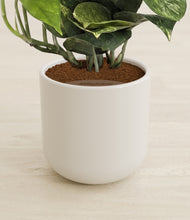 Load image into Gallery viewer, Cotton White stand:all
