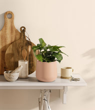 Load image into Gallery viewer, Gentle Pink