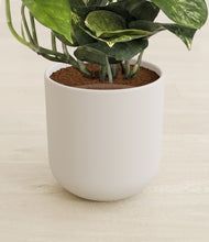Load image into Gallery viewer, Natural Bamboo stand:all