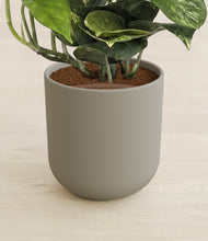Load image into Gallery viewer, Sage Green stand:all