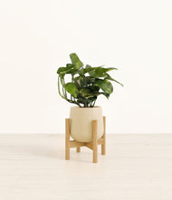 Load image into Gallery viewer, Almond Green stand:bamboo