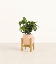 Load image into Gallery viewer, Gentle Pink stand:bamboo