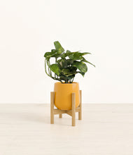 Load image into Gallery viewer, Mustard stand:bamboo