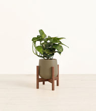 Load image into Gallery viewer, Olive stand:walnut
