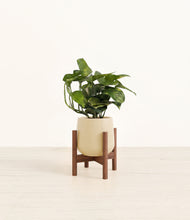 Load image into Gallery viewer, Almond Green stand:walnut