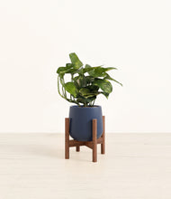 Load image into Gallery viewer, Deep Navy stand:walnut