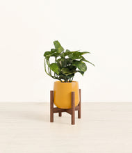 Load image into Gallery viewer, Mustard stand:walnut