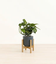 Load image into Gallery viewer, Iron Gray stand:bamboo