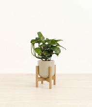 Load image into Gallery viewer, Sage Green stand:bamboo