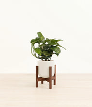 Load image into Gallery viewer, Cotton White stand:walnut