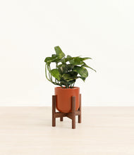Load image into Gallery viewer, Glossy Red stand:walnut