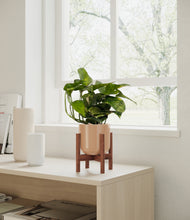 Load image into Gallery viewer, Glossy Pink stand:walnut