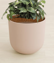 Load image into Gallery viewer, Sandy Pink stand:all