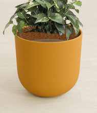 Load image into Gallery viewer, Sunset Orange stand:all