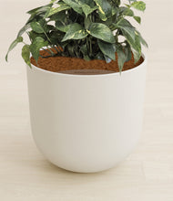 Load image into Gallery viewer, Natural Bamboo stand:all