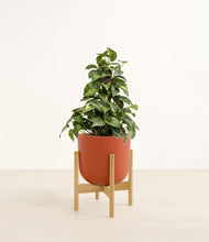 Load image into Gallery viewer, Earth Red stand:bamboo