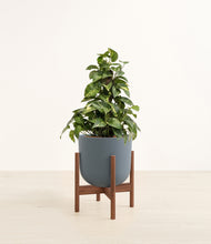 Load image into Gallery viewer, Iron Gray stand:walnut