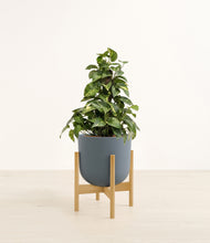 Load image into Gallery viewer, Iron Gray stand:bamboo