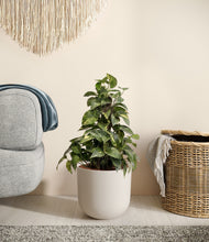 Load image into Gallery viewer, Natural Bamboo stand:all