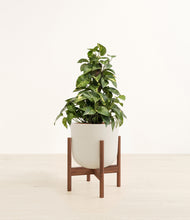 Load image into Gallery viewer, Natural Bamboo stand:walnut